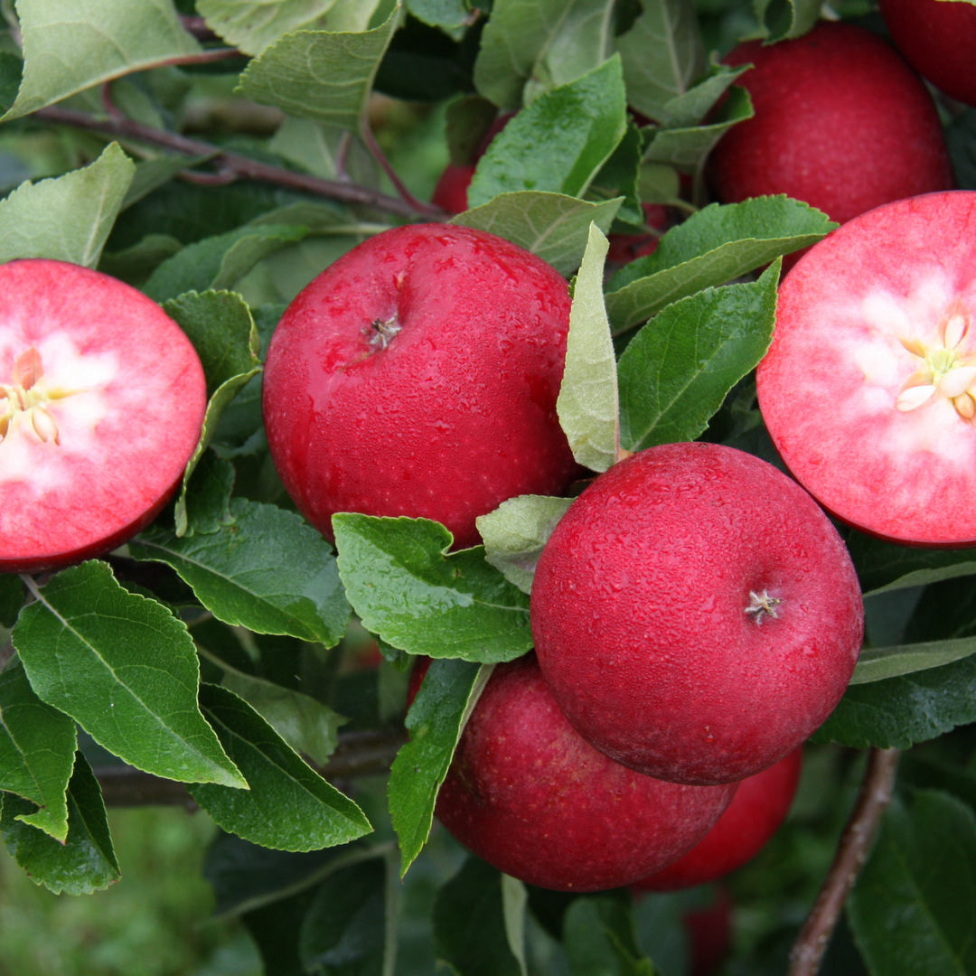 Bearing Fruit with Frank P Matthews